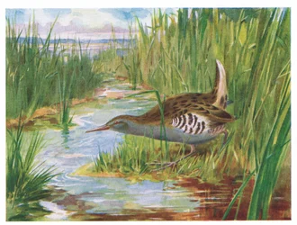 Wasserralle, Illustration aus British Birds von Kirkman & Jourdain, 1966